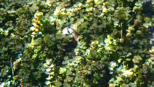 Creeping bacopa (Bacopa australis)