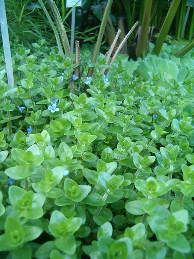 Giant bacopa (Bacopa caroliniana)