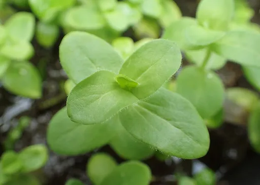 Bacopa lanigera (Bacopa lanigera)