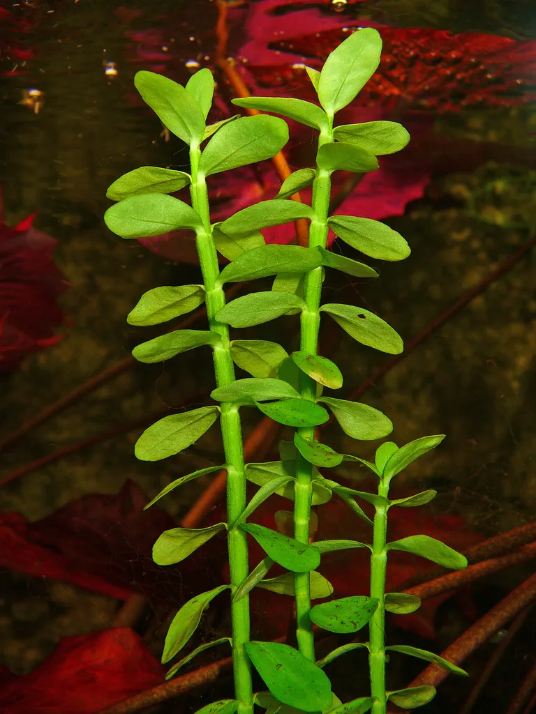 Bacopa madagascariensis (Bacopa madagascariensis)