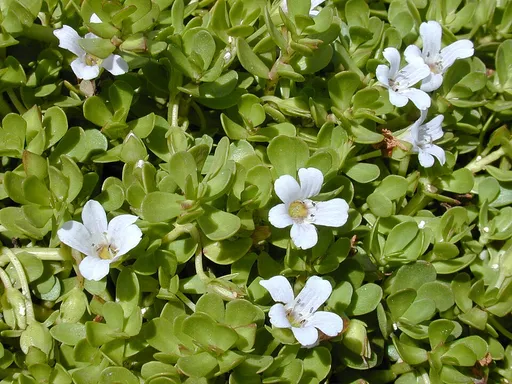 Moneywort (Bacopa monnieri)