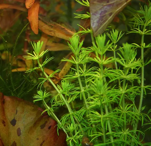 Needle leaf bacopa (Bacopa myriophylloides)