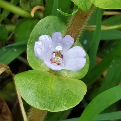 Purple bacopa (Bacopa salzmannii)