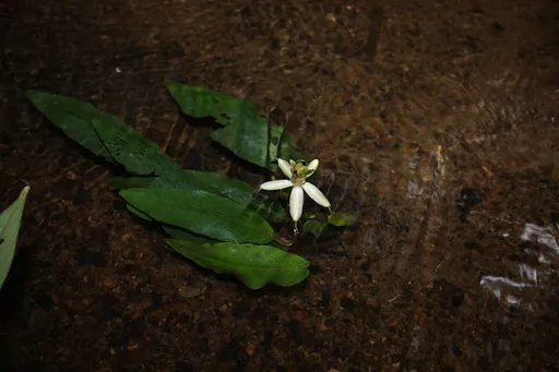 Orchid lily (Barclaya longifolia)