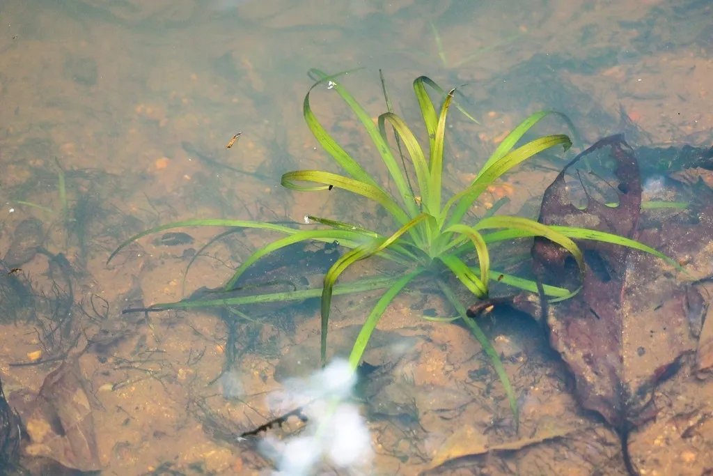 Blyxa aubertii (Blyxa aubertii)