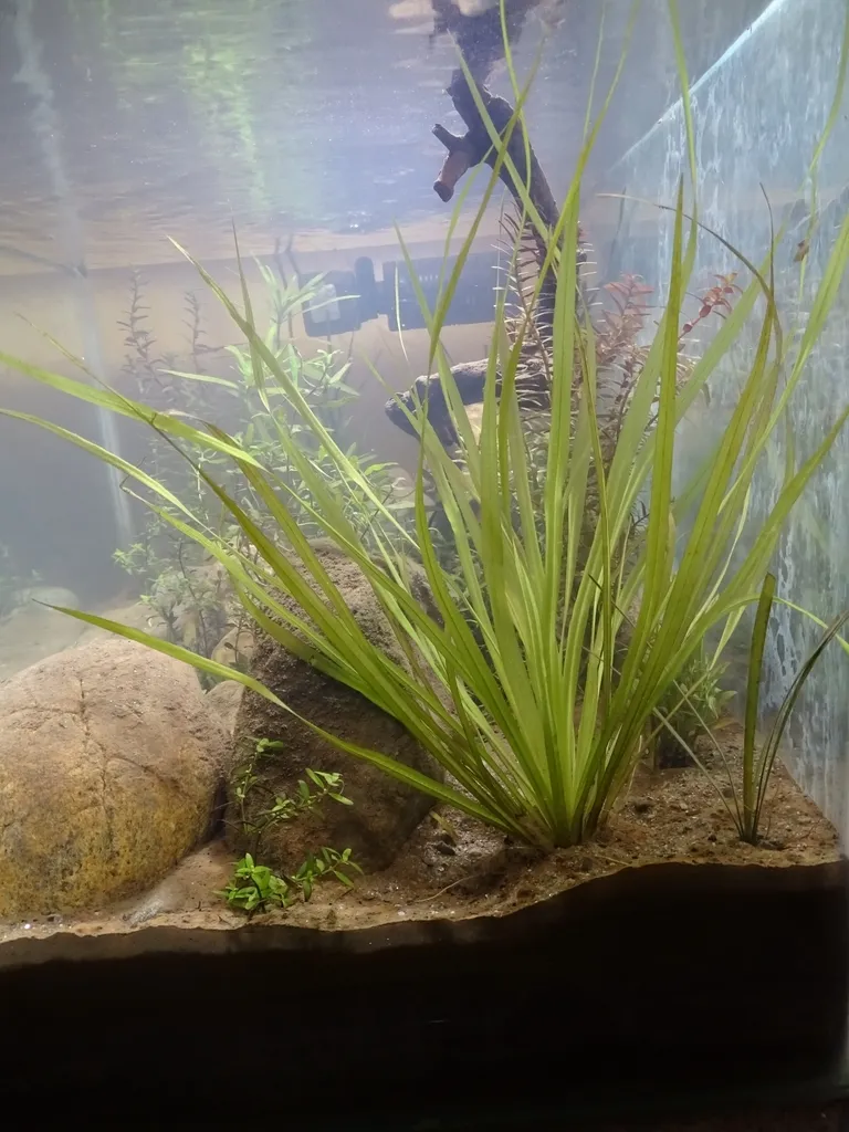 Blyxa japonica (Blyxa japonica)
