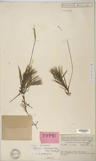 Blyxa novoguineensis (Blyxa novoguineensis)