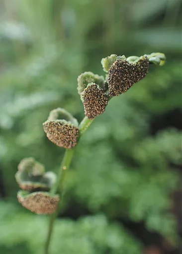 Bolbitis Difformis (Bolbitis heteroclita 'Difformis')