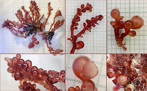 Red Grape Algae (Botryocladia botryoides)