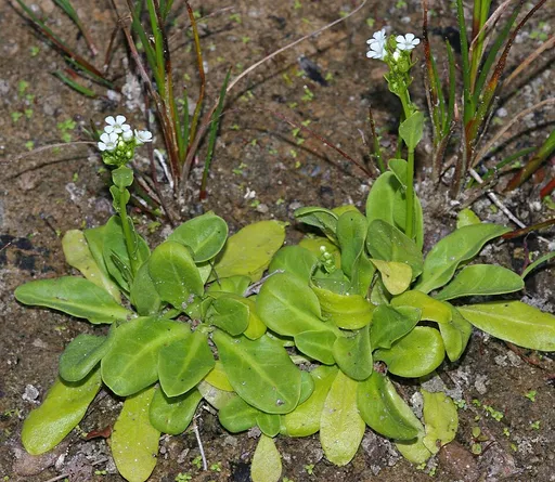 Brookweed (Samolus valerandi)