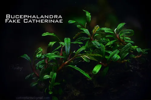 Bucephalandra catherinae (Bucephalandra catherinae)