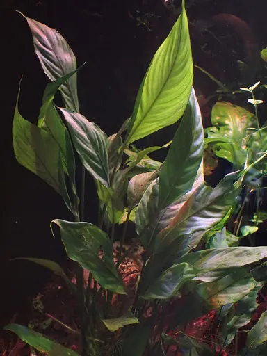 Bucephalandra motleyana (Bucephalandra motleyana)