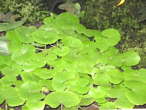 Japanese cress (Cardamine lyrata)