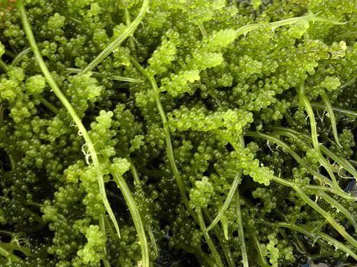 Sea grapes (Caulerpa lentillifera)