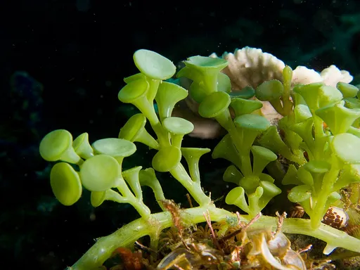 Grape Caulerpa (Caulerpa racemosa)