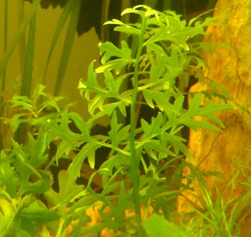 Floating water sprite (Ceratopteris cornuta)
