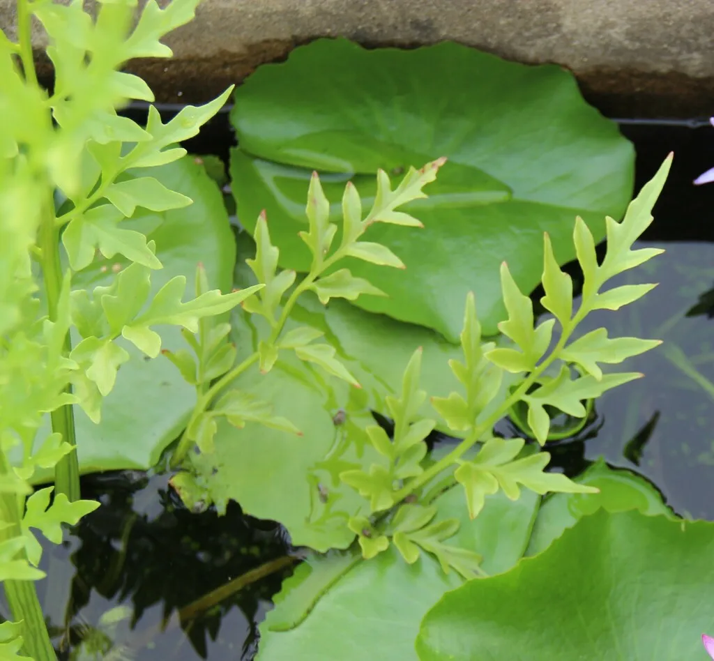 Water sprite (Ceratopteris thalictroides)