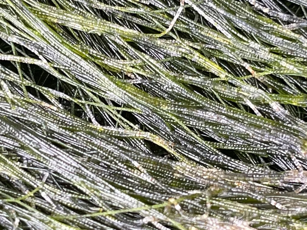 Chaetomorpha (Chaetomorpha linum)