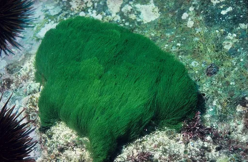 Maiden's Hair Algae (Chlorodesmis fastigiata)