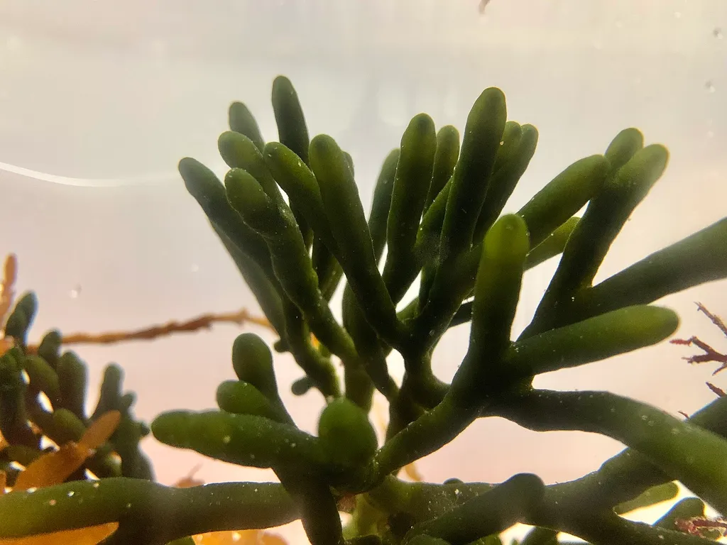 Dead Man's Fingers (Codium fragile)