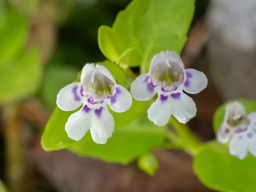 Creeping Charlie (Clinopodium brownei)