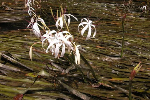 Water onion (Crinum thaianum)