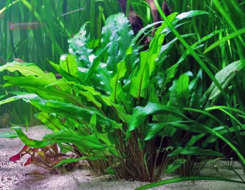 Cryptocoryne wendtii green (Cryptocoryne wendtii 'Green')
