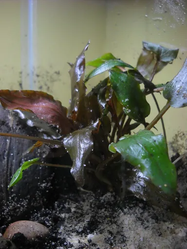 Cryptocoryne wendtii red (Cryptocoryne wendtii 'Red')
