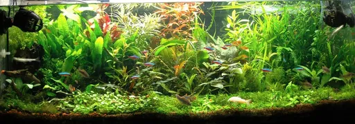 Cryptocoryne affinis (Cryptocoryne affinis)