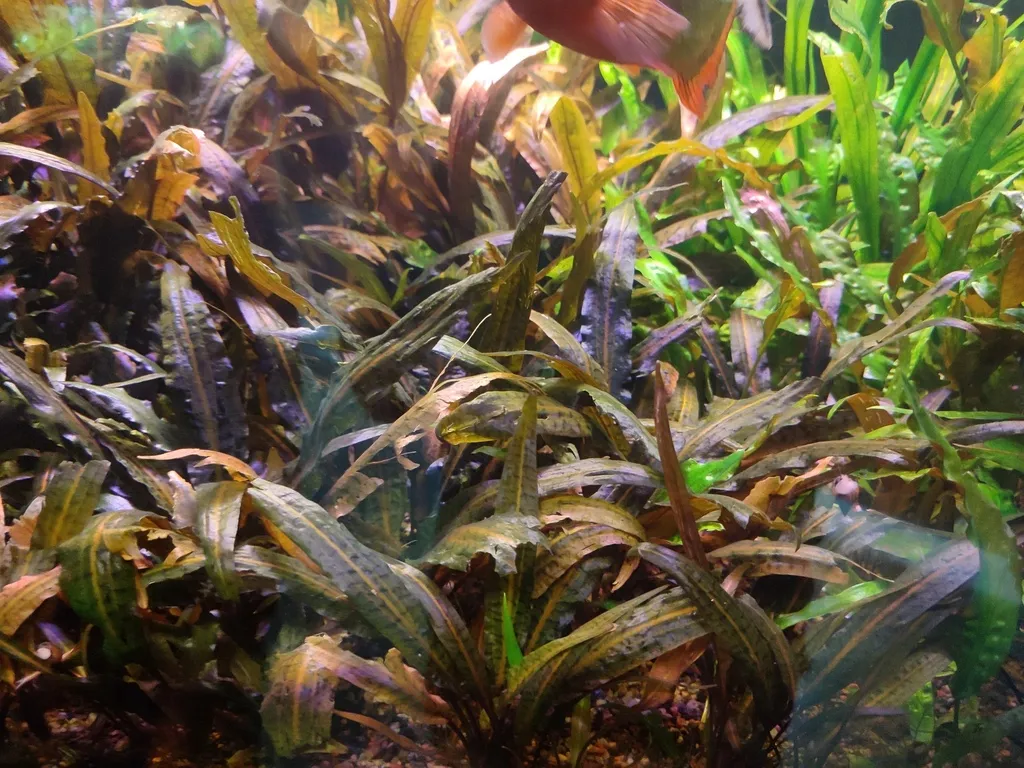 Cryptocoryne albida (Cryptocoryne albida)