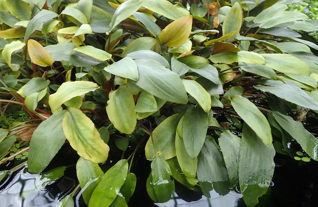 Cryptocoryne beckettii (Cryptocoryne beckettii)