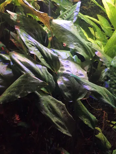 Cryptocoryne cordata (Cryptocoryne cordata)