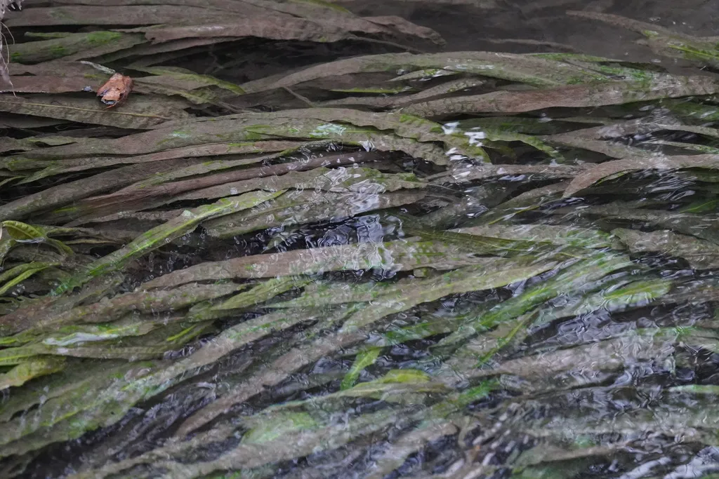 Cryptocoryne crispatula (Cryptocoryne crispatula)