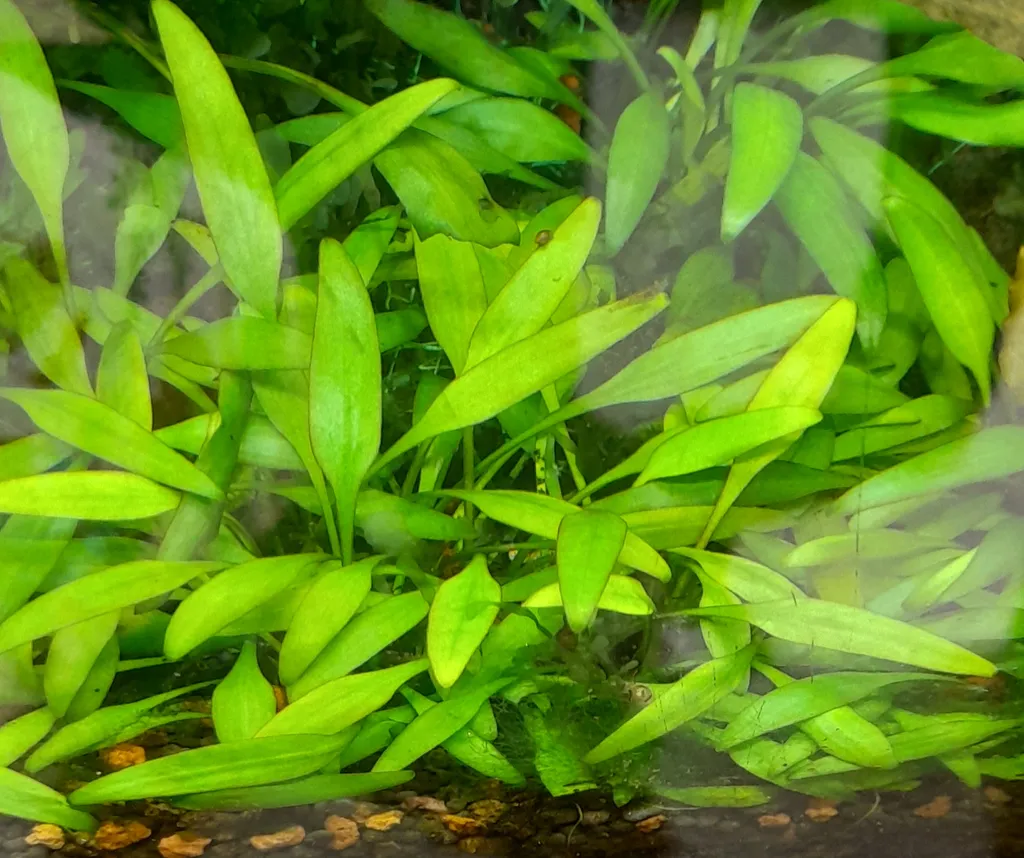 Cryptocoryne lucens (Cryptocoryne lucens)