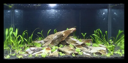 Cryptocoryne parva (Cryptocoryne parva)