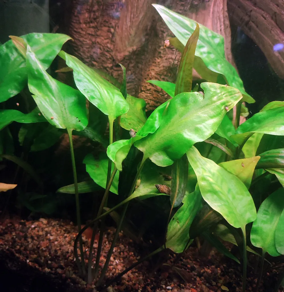 Cryptocoryne pontederiifolia (Cryptocoryne pontederiifolia)