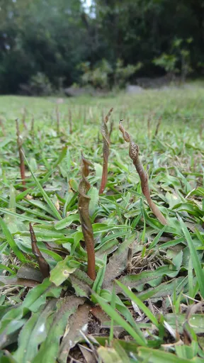 Cryptocoryne retrospiralis (Cryptocoryne retrospiralis)