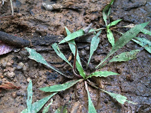 Cryptocoryne spiralis (Cryptocoryne spiralis)