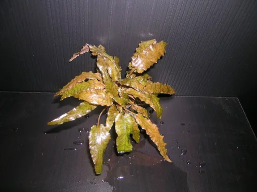Cryptocoryne wendtii Tropica (Cryptocoryne wendtii 'Tropica')