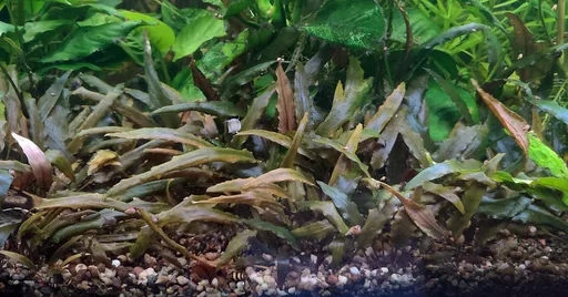 Cryptocoryne undulata (Cryptocoryne undulata)