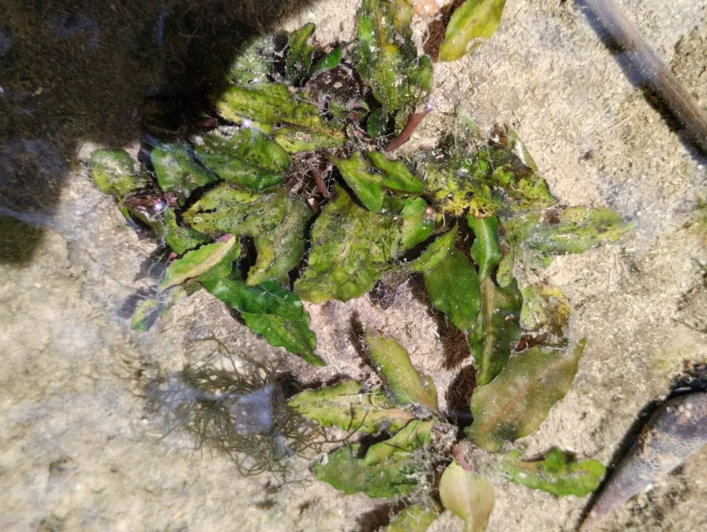 Cryptocoryne usteriana (Cryptocoryne usteriana)