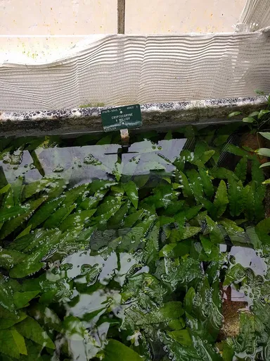 Cryptocoryne willisii (Cryptocoryne × willisii)