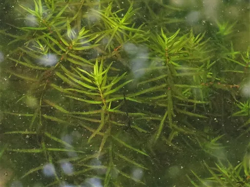 Water hedge (Didiplis diandra)