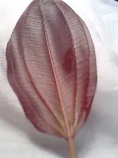 Aflame sword (Echinodorus 'Aflame')