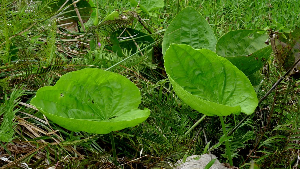 Echinodorus floribundus (Echinodorus floribundus)