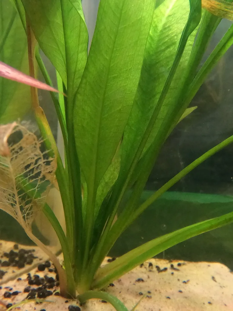 Amazon sword (Echinodorus grisebachii)