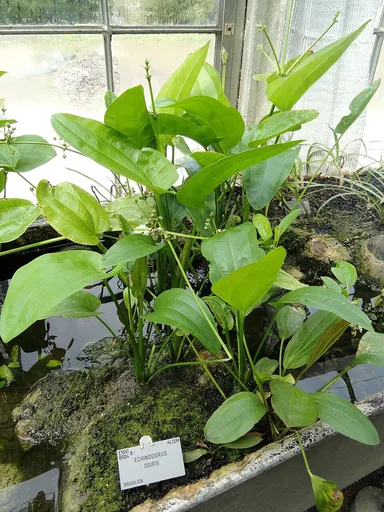 Horemanii sword (Echinodorus horemanii)