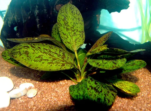 Ozelot sword (Echinodorus 'Ozelot')
