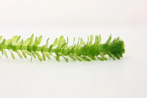Waterweed (Egeria densa)