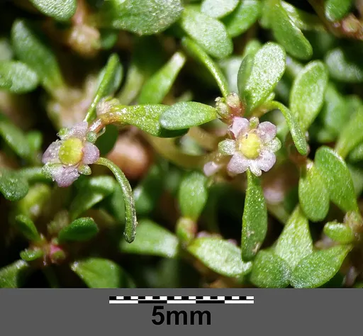 Waterwort (Elatine hydropiper)